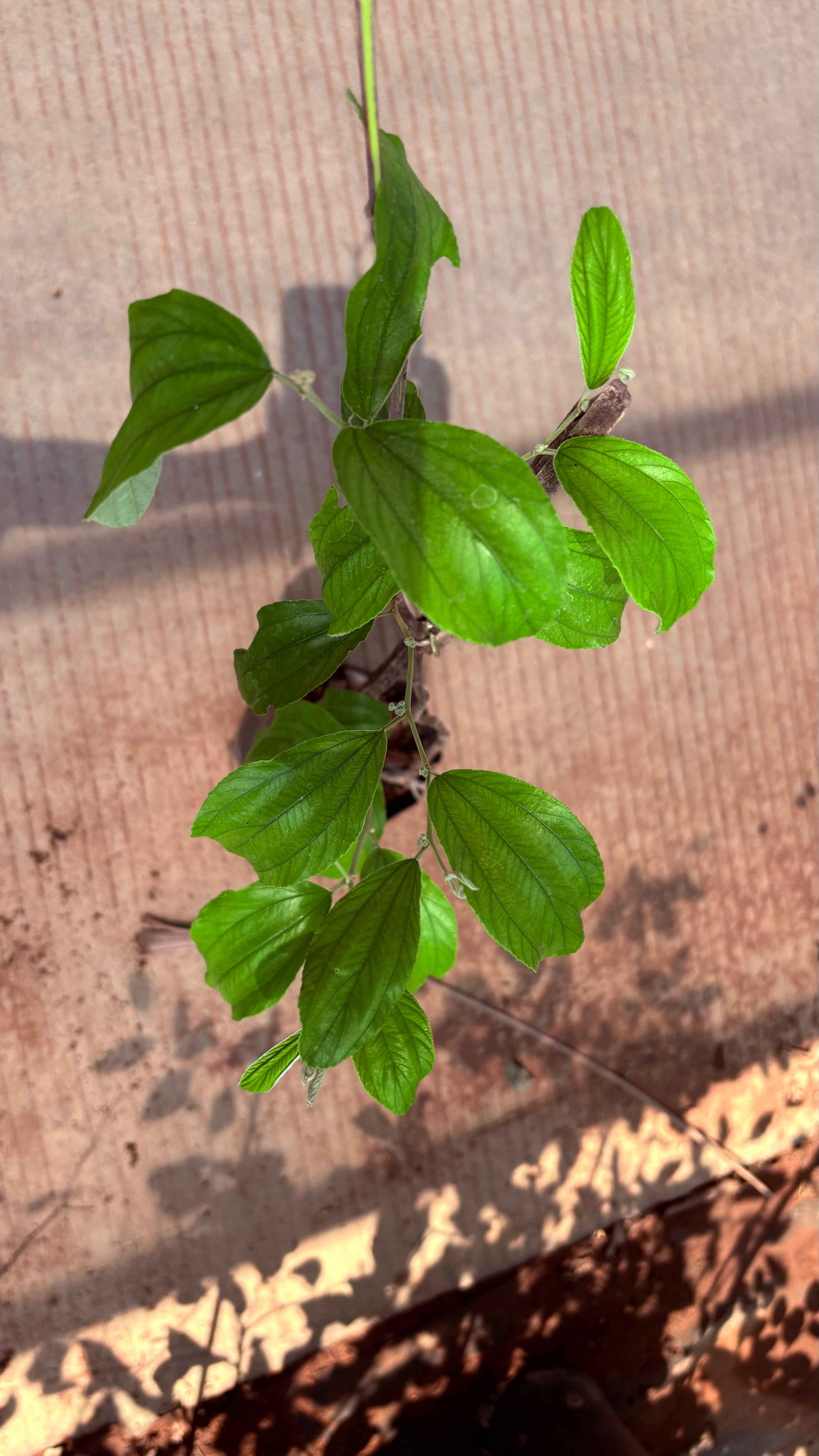 Ziziphus mauritiana(kashmir apple) 